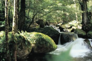 Dandenong ranges