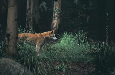 Dingo at Healesville