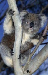 Koala