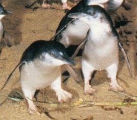 Fairy Penguins of Phillip Island