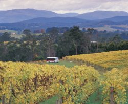 Domaine Chandon Domaine Chandon