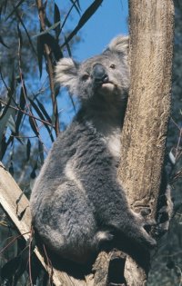 Koala Sanctuary at Phillip Island