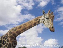 Giraffe at Melbourne Zoo