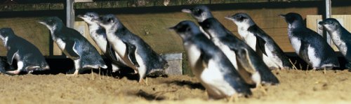 Fairy Penguins of Phillip Island